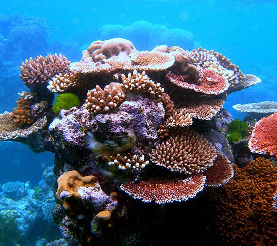 Coral reefs