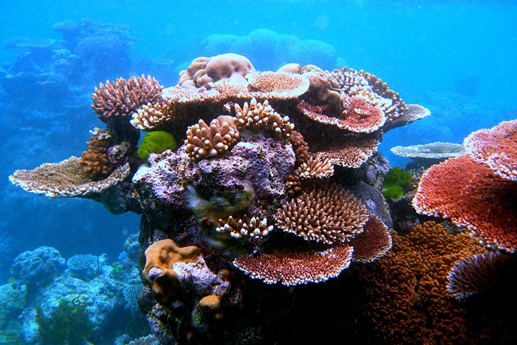 Coral reefs