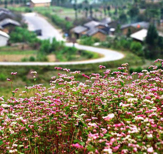 thung lũng sủng là hà giang