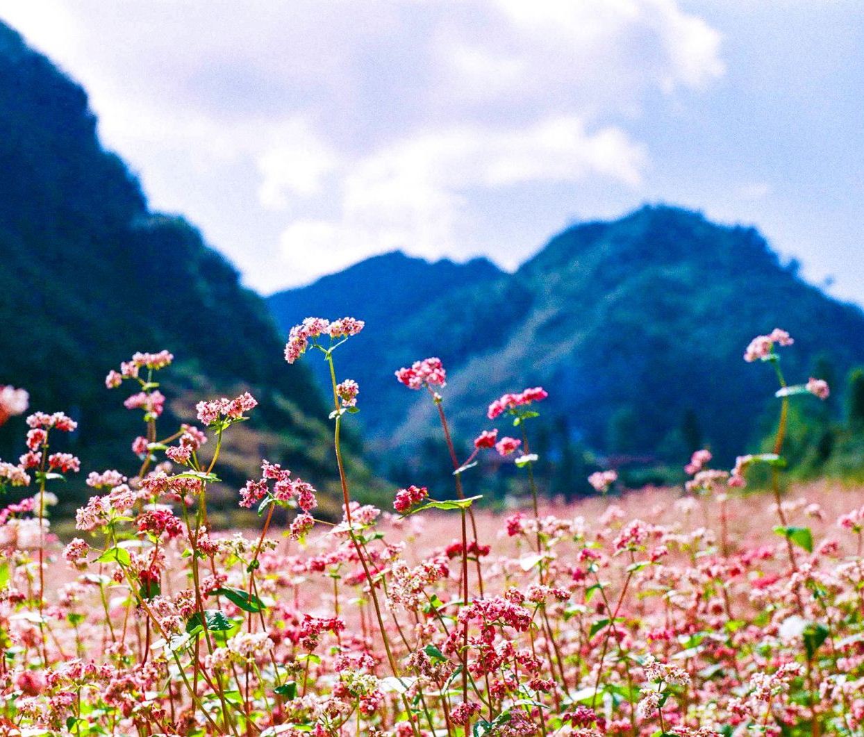 Hà Giang